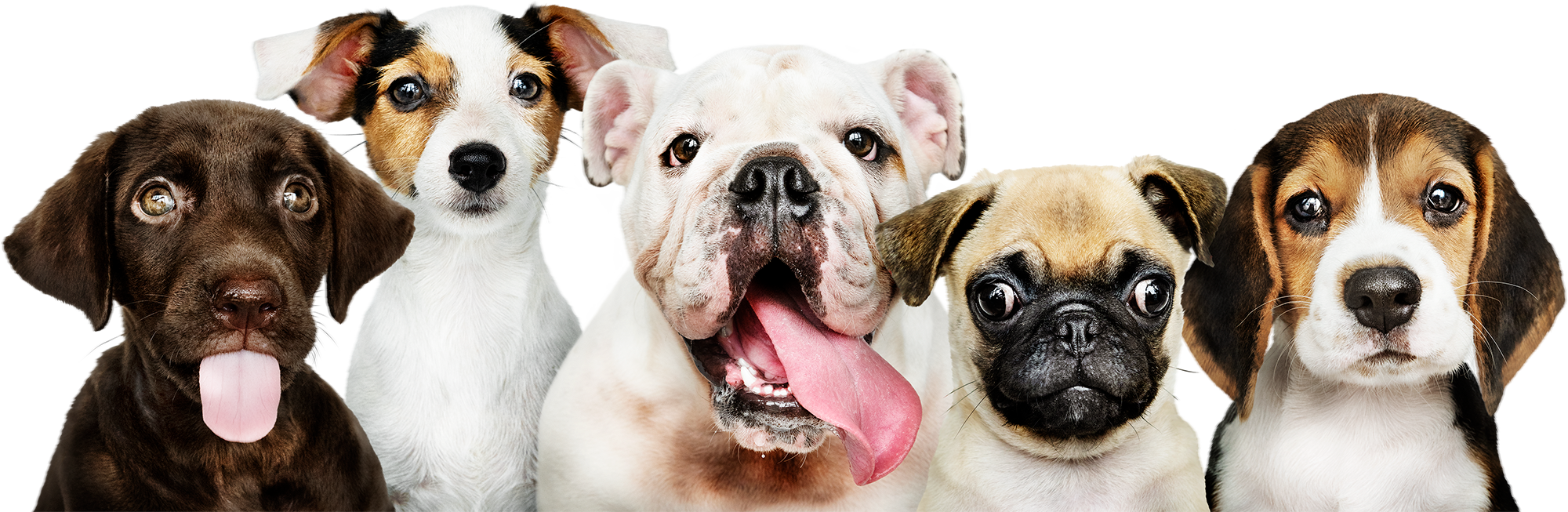 Puppies